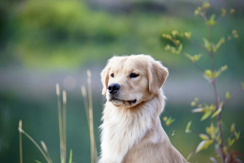 Photo of Forever Relay’s Chasin’ Nirvana SH WCX, a  Golden Retriever.