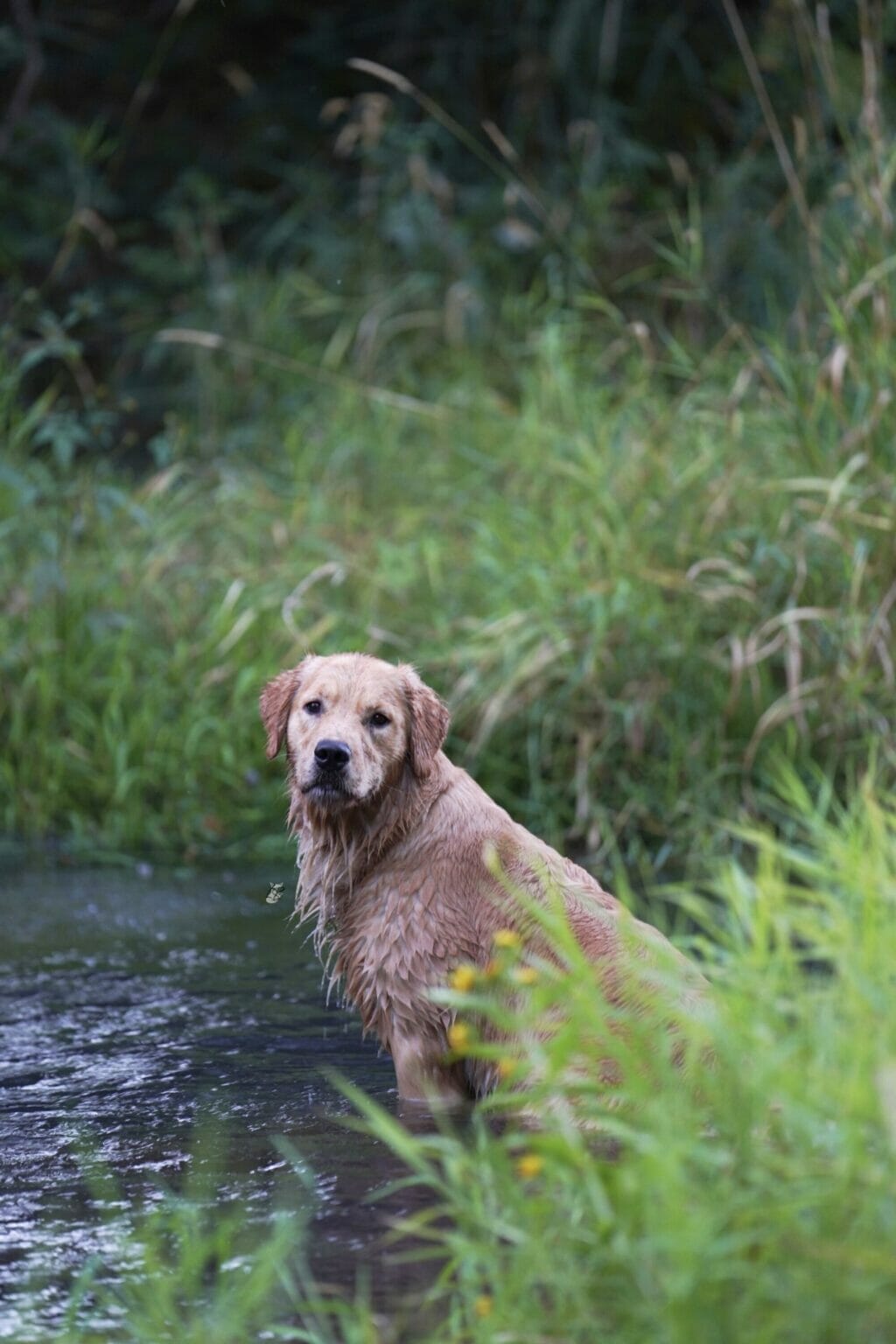 Photo of Forever Relay’s Chasin’ Nirvana SH WCX, a  Golden Retriever.