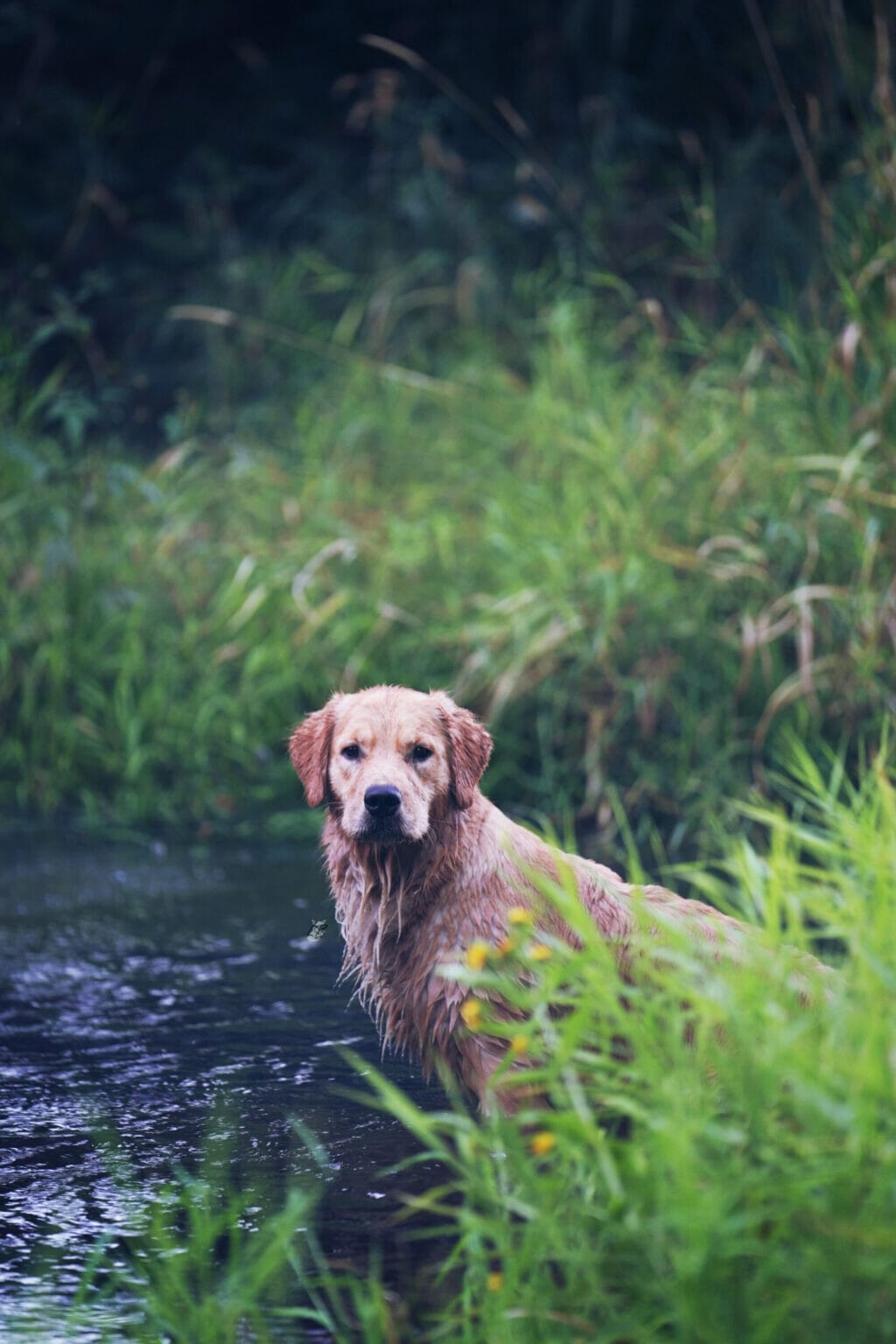 Photo of Forever Relay’s Chasin’ Nirvana SH WCX, a  Golden Retriever.