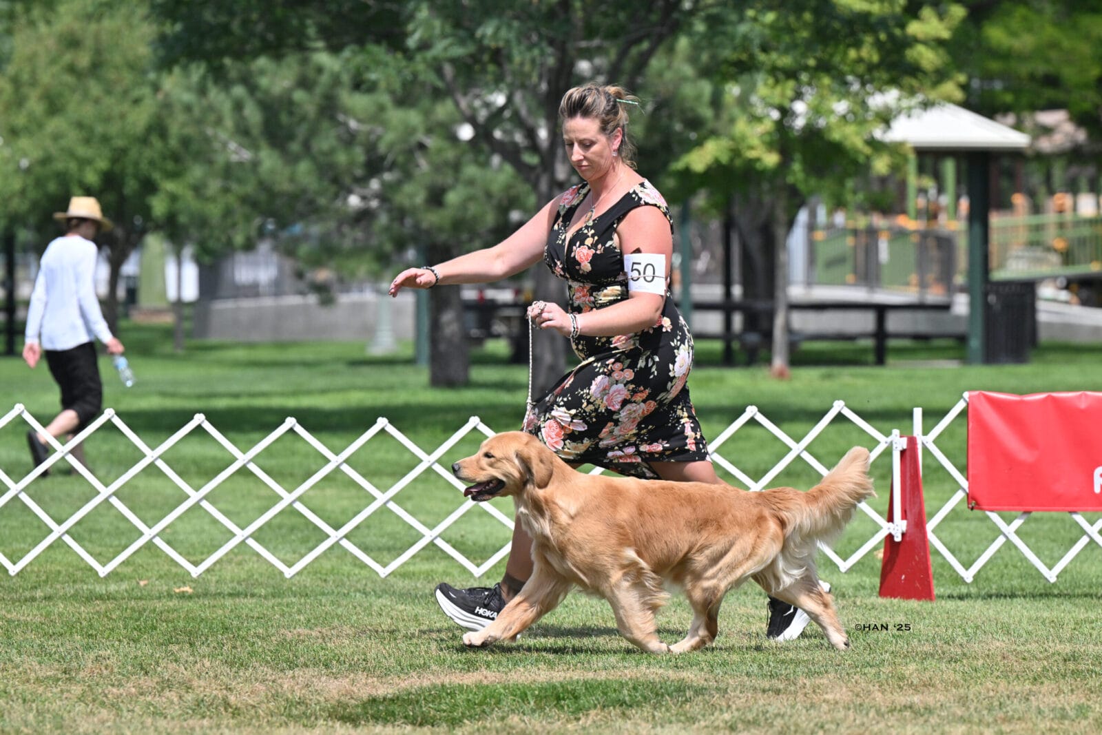 Photo of CH Forever Relay’s Chasin’ Nirvana SH CD DJ WCX VC, a  Golden Retriever.