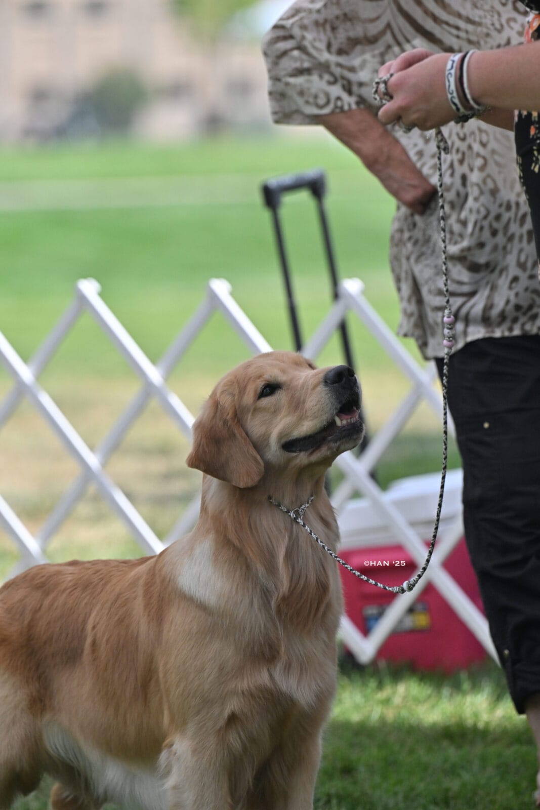 Photo of CH Forever Relay’s Chasin’ Nirvana SH CD DJ WCX VC, a  Golden Retriever.