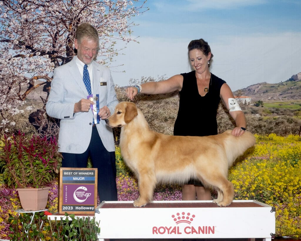 Photo of Forever’s Party In The USA, a  Golden Retriever.