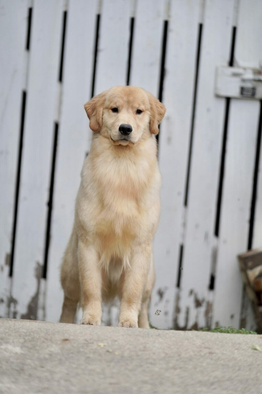 Photo of Forever’s Party In The USA, a  Golden Retriever.