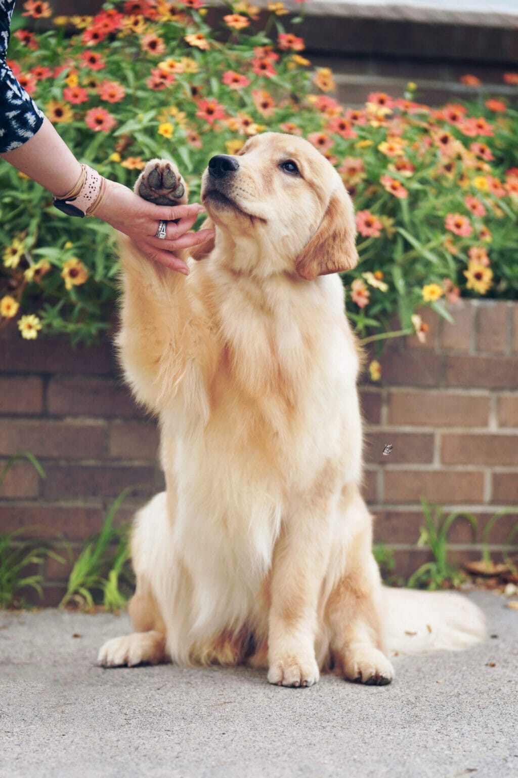 Photo of Forever’s Party In The USA, a  Golden Retriever.