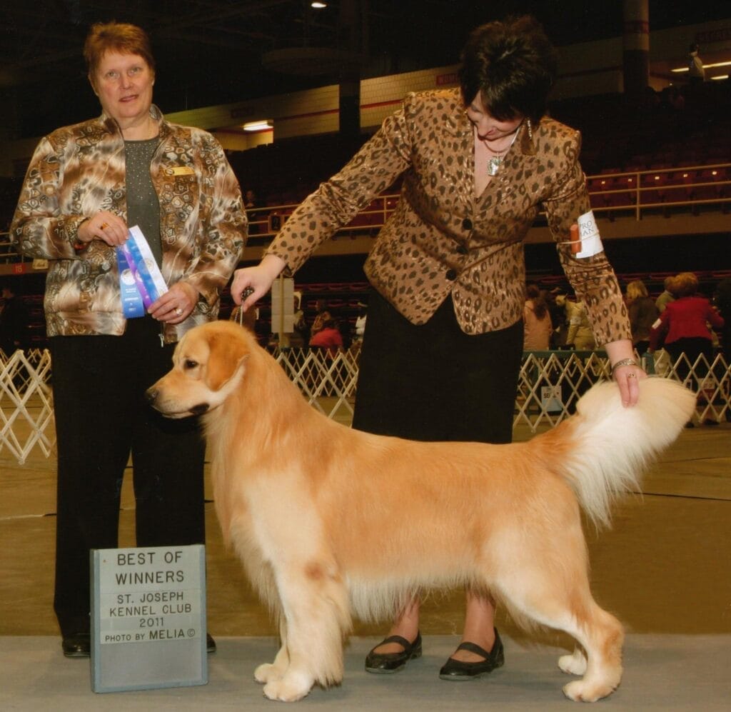 Photo of MBIS MBISS CN CH/AM CH Chateau’s Think Big, a  Golden Retriever.