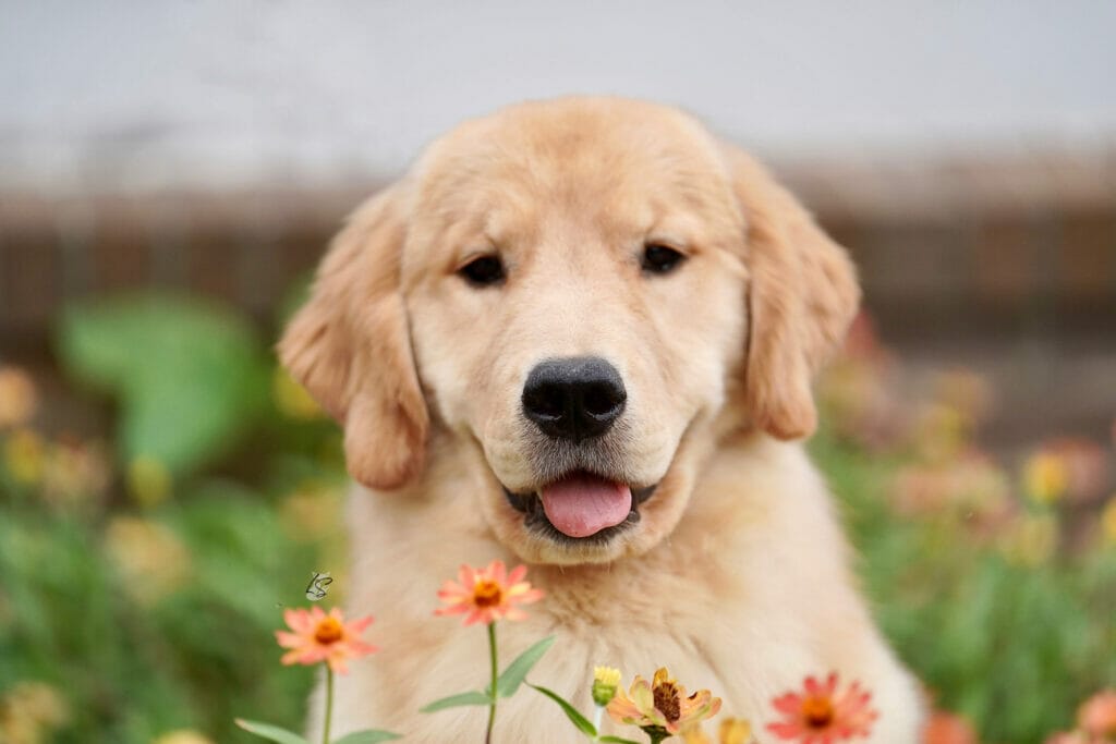 Photo of Forever’s Party In The USA, a  Golden Retriever.