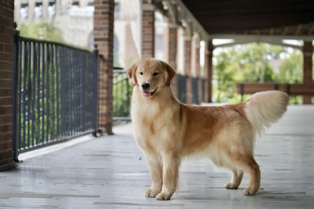 Photo of Forever’s Party In The USA, a  Golden Retriever.