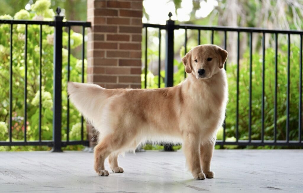 Photo of Forever’s Party In The USA, a  Golden Retriever.