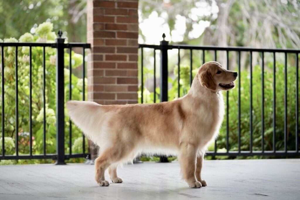 Photo of Forever’s Party In The USA, a  Golden Retriever.