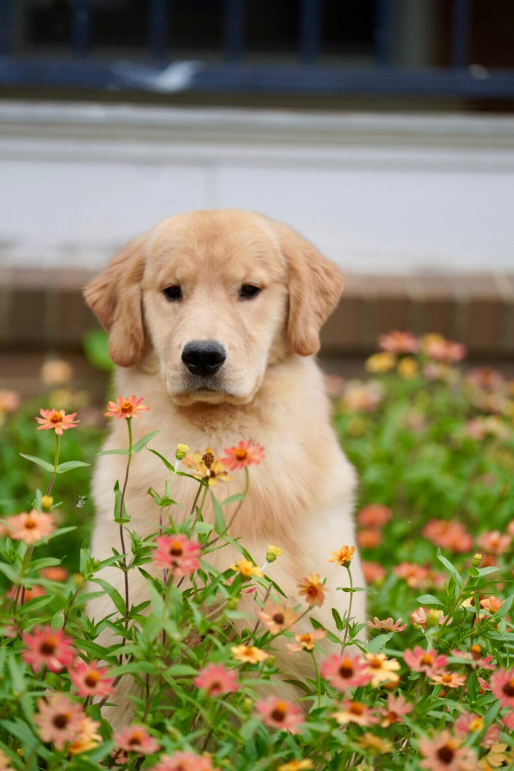 Photo of Forever’s Party In The USA, a  Golden Retriever.