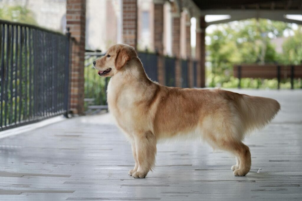 Photo of Forever’s Party In The USA, a  Golden Retriever.