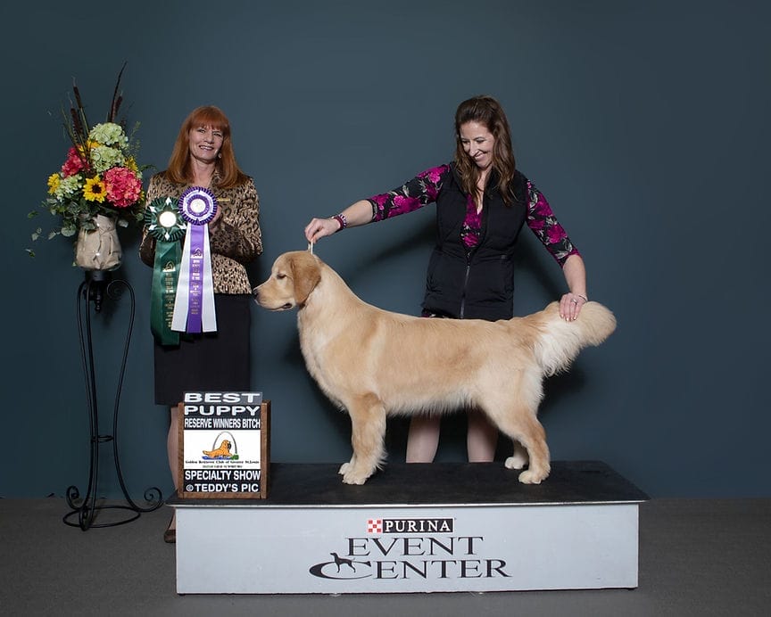 Photo of Forever Garcin Oh Bother, a  Golden Retriever.
