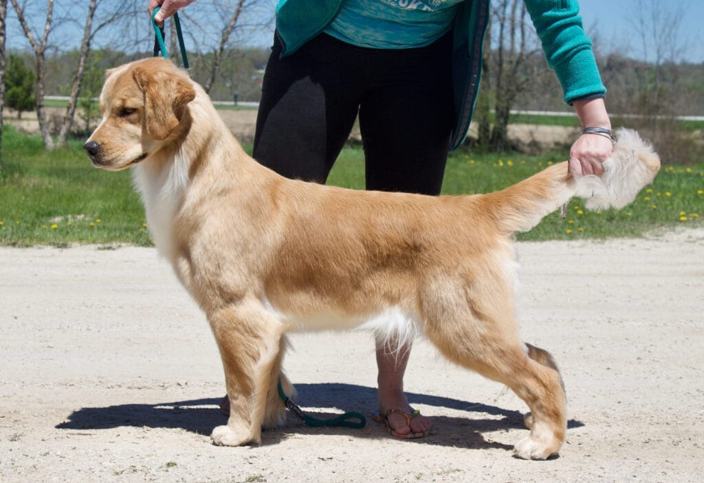 Photo of Forever’s New Beginnings At Peregrine, a  Golden Retriever.
