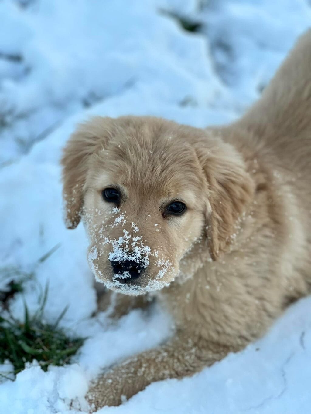 Photo of Forever’s Single And Ready To Mingle RN, JH, CGC, TKN, WC, a  Golden Retriever.