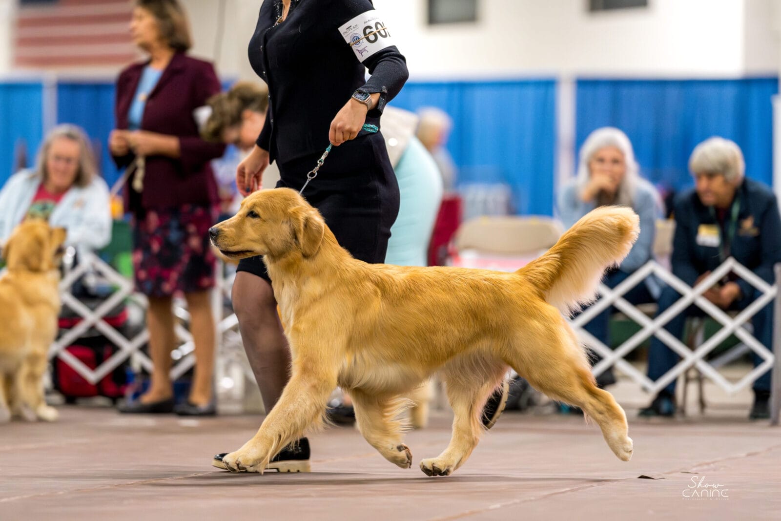 Photo of Forever’s Single And Ready To Mingle RN, JH, CGC, TKN, WC, a  Golden Retriever.