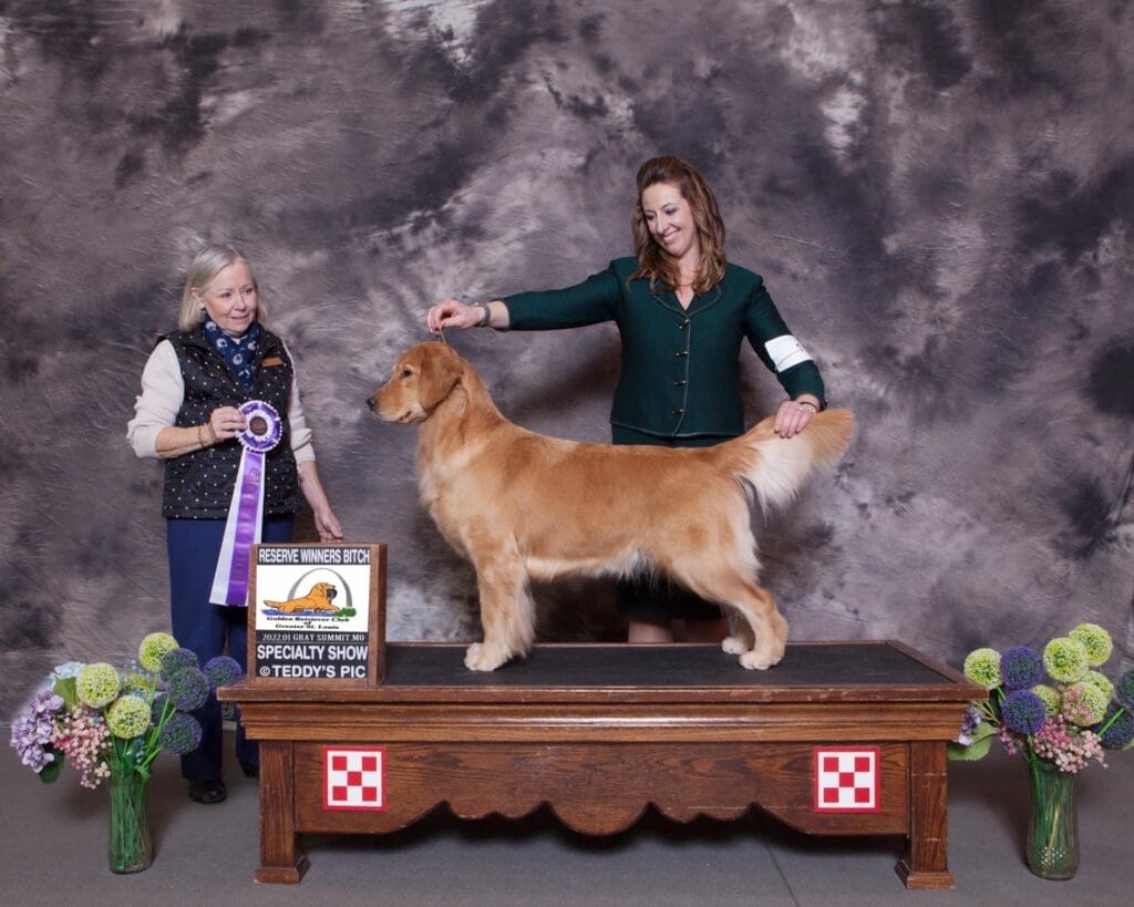 Photo of BOSS CH Zumbro’s Fishin’ In The Dark, a  Golden Retriever.