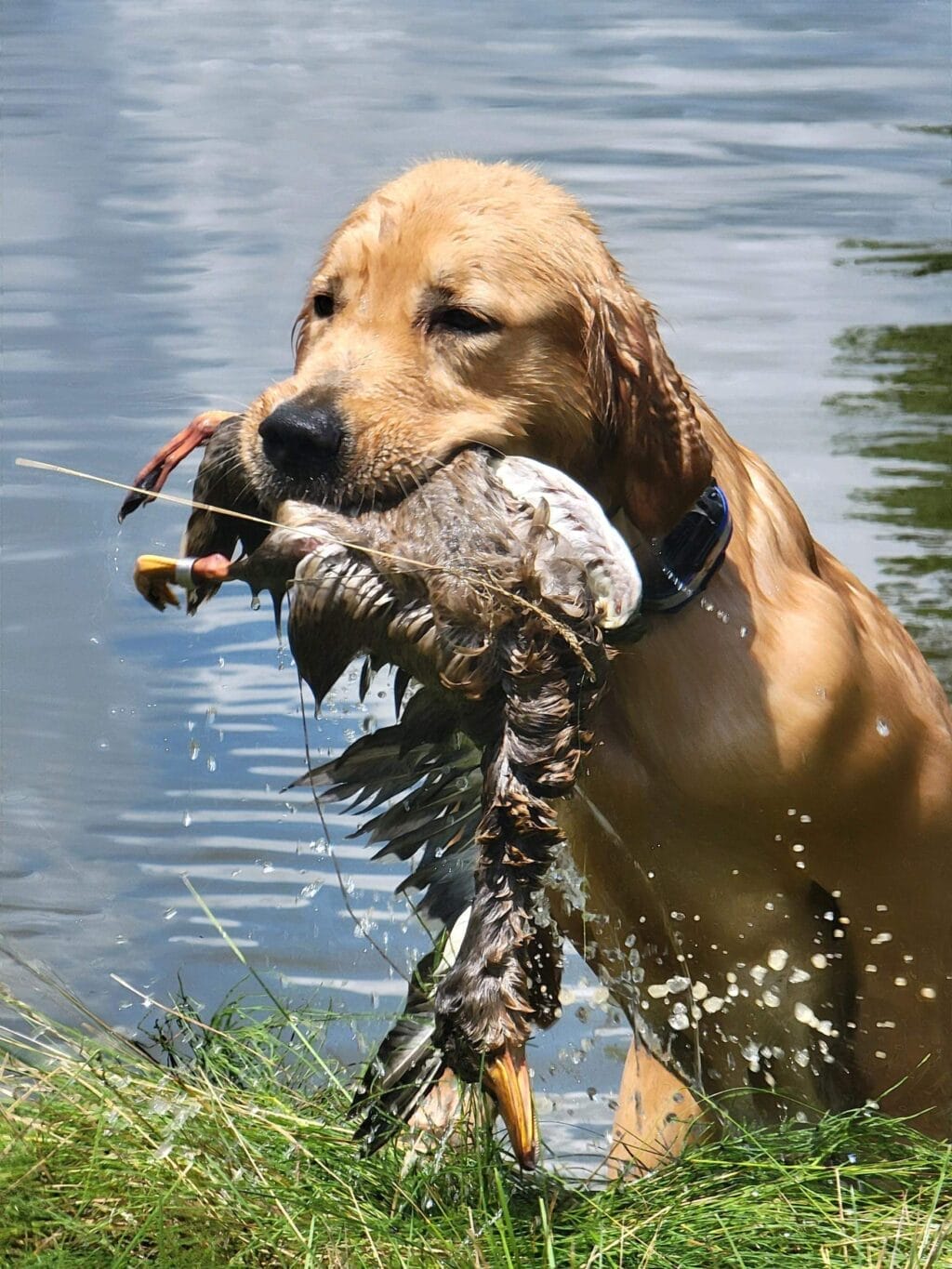 Photo of Forever’s Single And Ready To Mingle RN, JH, CGC, TKN, WC, a  Golden Retriever.