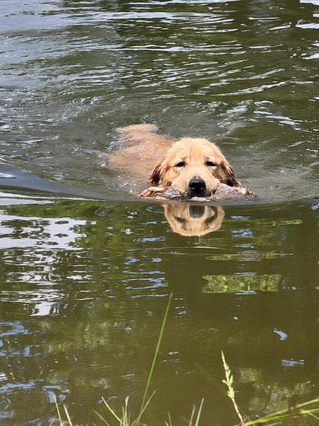 Photo of Forever’s Single And Ready To Mingle RN, JH, CGC, TKN, WC, a  Golden Retriever.