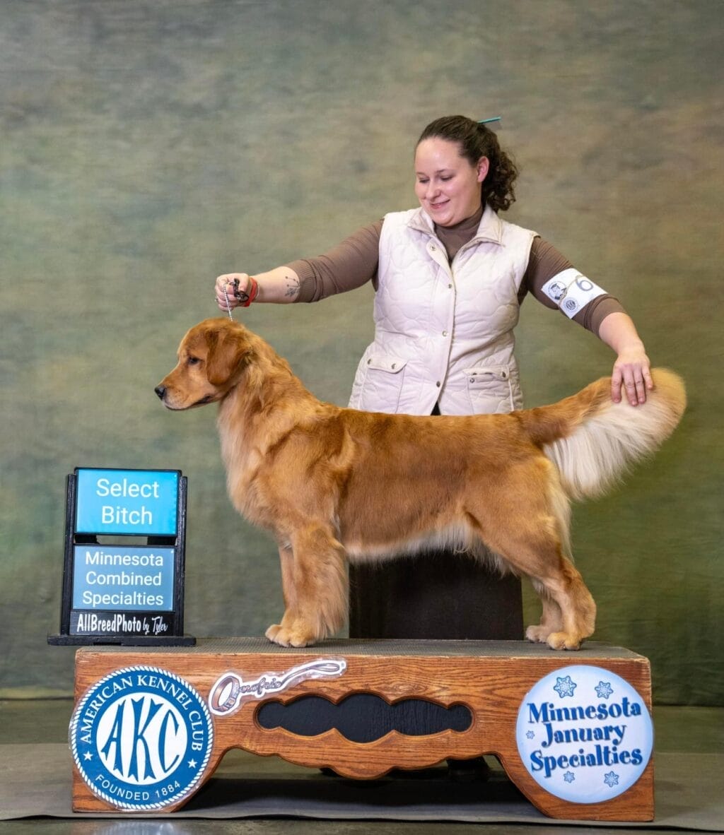 Photo of GCH Forever’s Chasing You Like A Shot Of Whiskey CGC, RN, a  Golden Retriever.