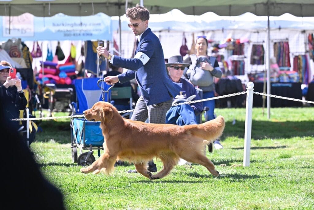 Photo of CH Garcin Forever A Blast From The Past, a Red Golden Retriever.