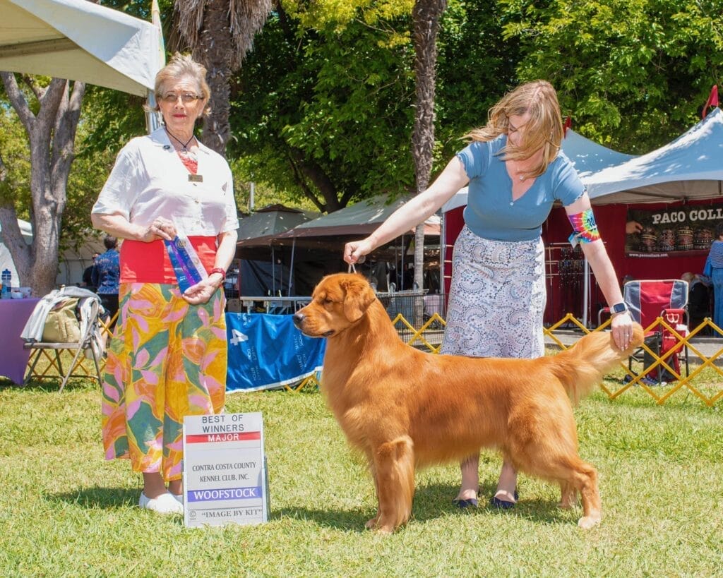 Photo of CH Garcin Forever A Blast From The Past, a Red Golden Retriever.