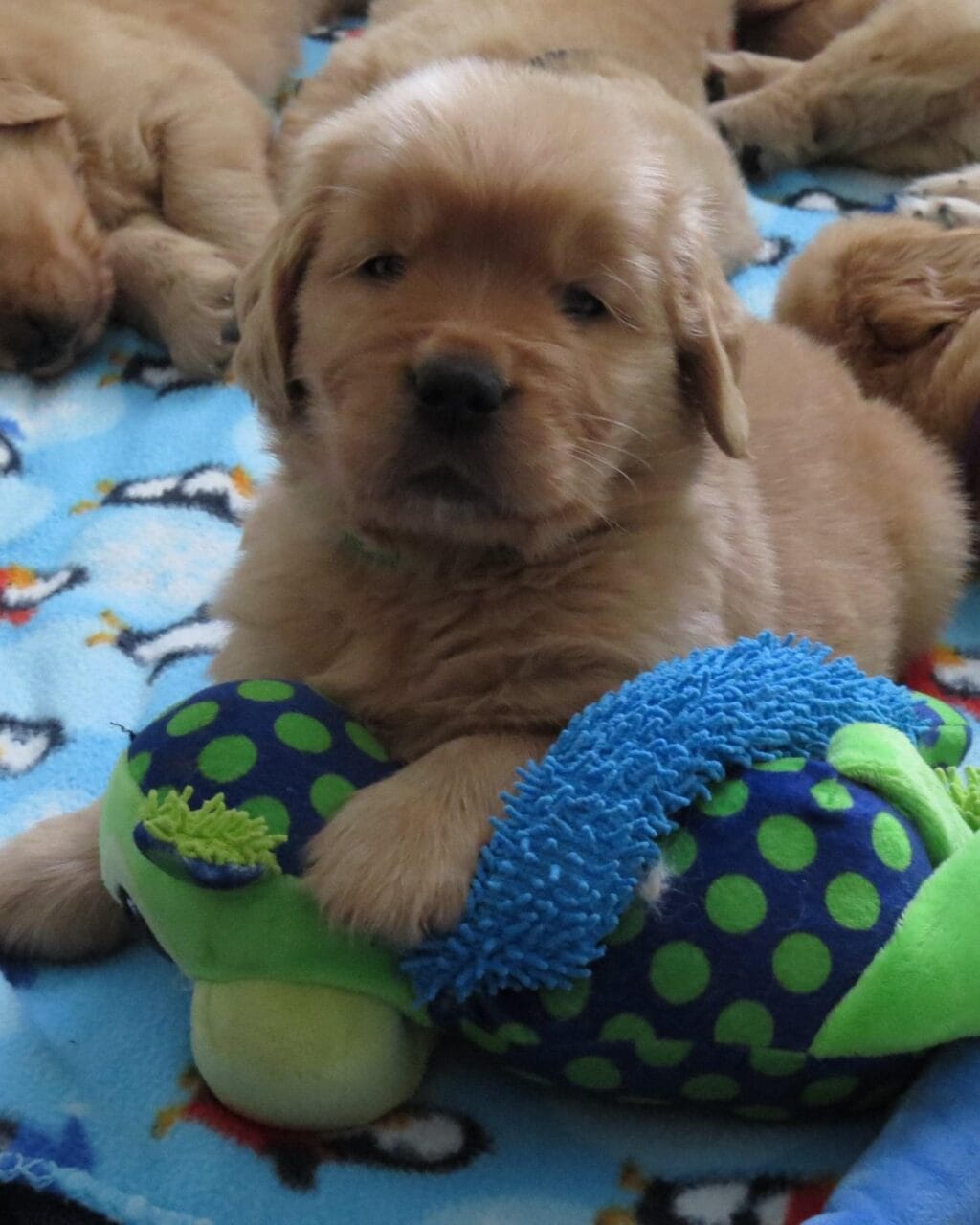 Photo of CH Garcin Forever A Blast From The Past, a Red Golden Retriever.