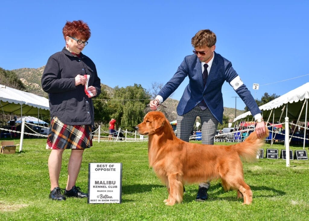 Photo of CH Garcin Forever A Blast From The Past, a Red Golden Retriever.