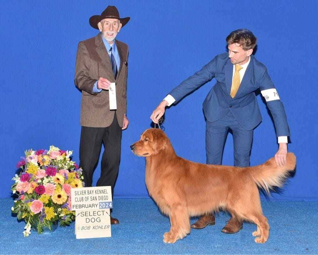 Photo of CH Garcin Forever A Blast From The Past, a Red Golden Retriever.