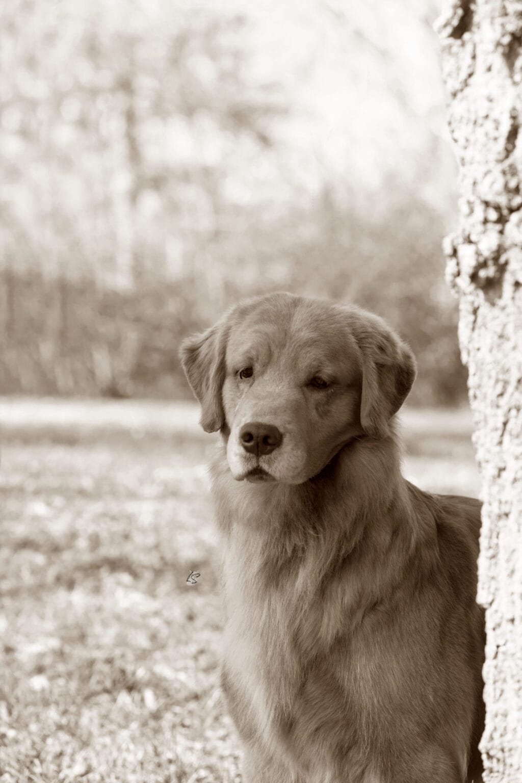 Photo of GCH Forever’s Chasing You Like A Shot Of Whiskey CGC, RN, a  Golden Retriever.