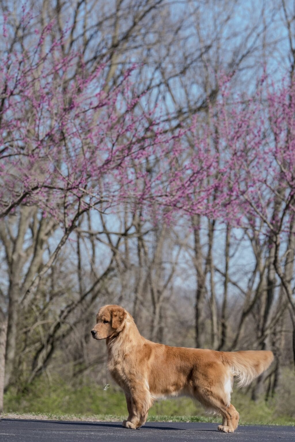 Photo of GCH Forever’s Chasing You Like A Shot Of Whiskey CGC, RN, a  Golden Retriever.