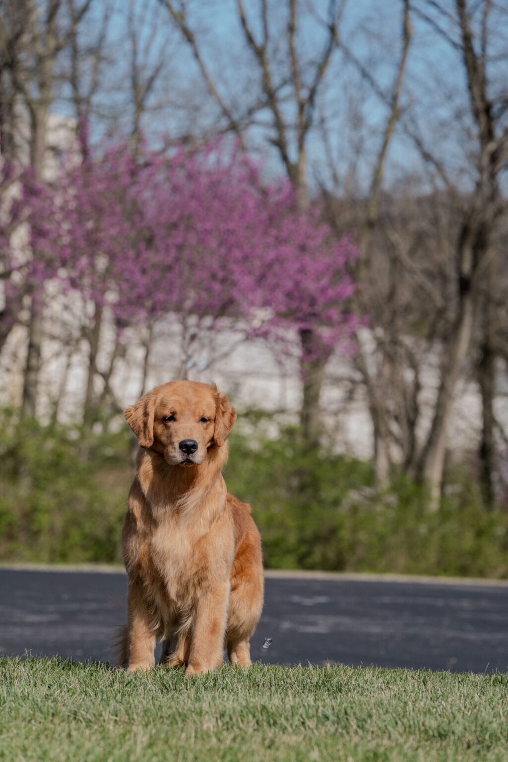 Photo of GCH Forever’s Chasing You Like A Shot Of Whiskey CGC, RN, a  Golden Retriever.