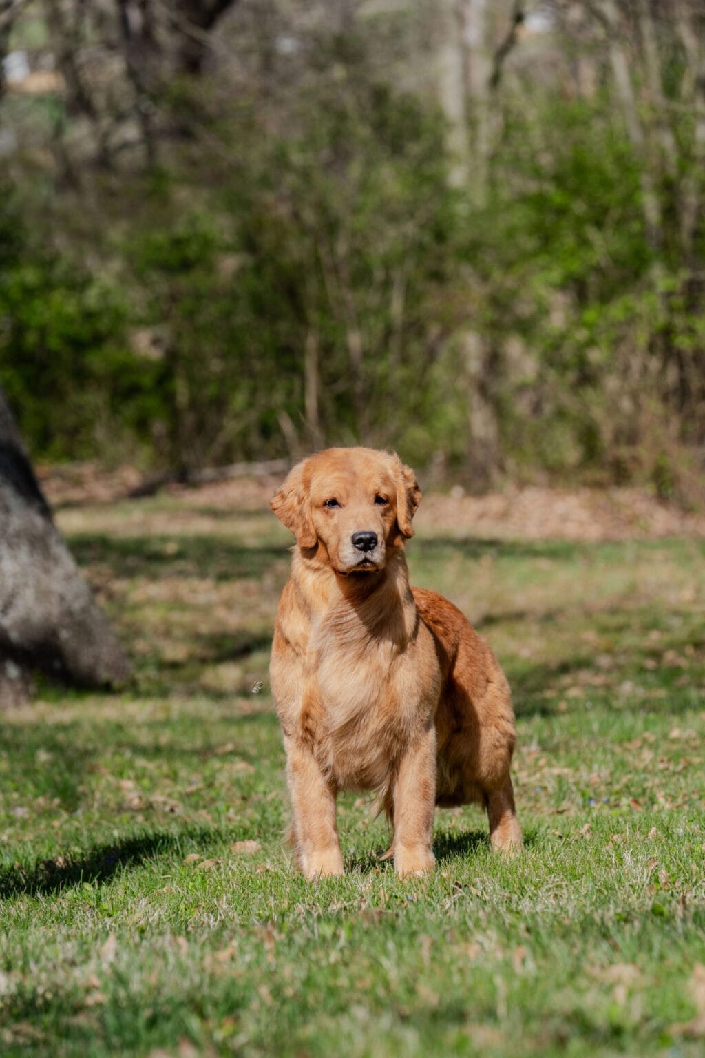Photo of GCH Forever’s Chasing You Like A Shot Of Whiskey CGC, RN, a  Golden Retriever.