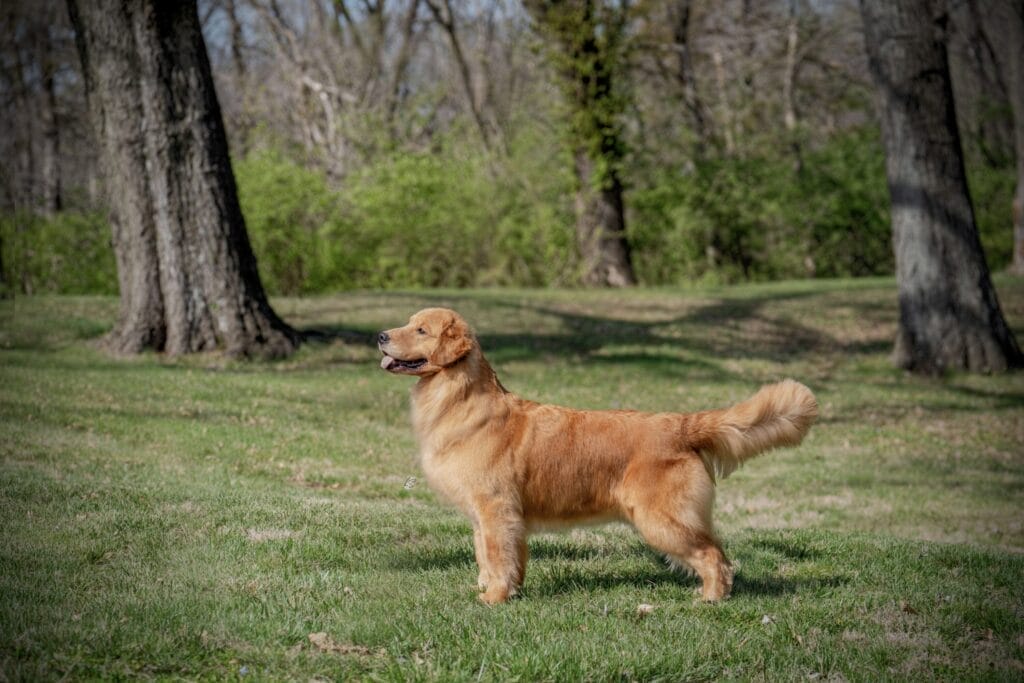 Photo of GCH Forever’s Chasing You Like A Shot Of Whiskey CGC, RN, a  Golden Retriever.