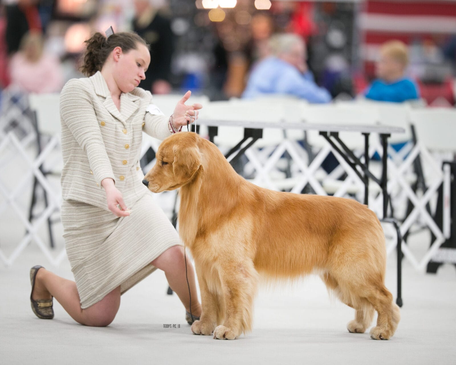 Photo of BISS GCH Forever’s For Love Of The Game JH, CD, VC, a Red Golden Retriever.