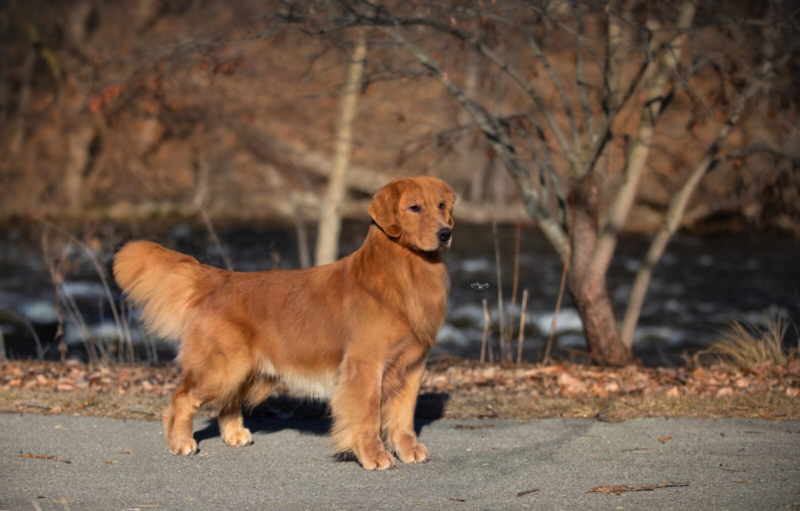 Photo of BISS GCH Forever’s For Love Of The Game JH, CD, VC, a Red Golden Retriever.