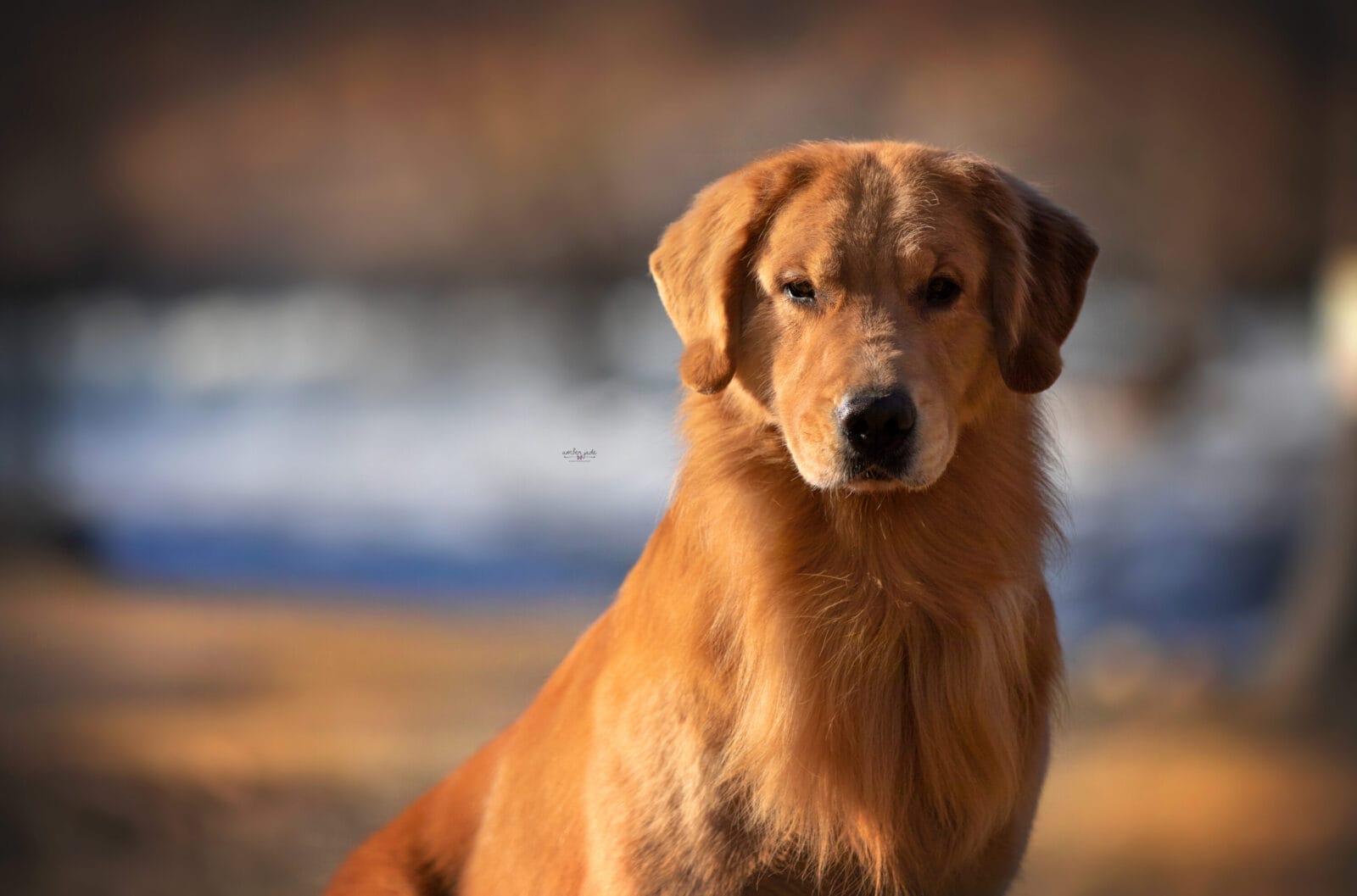 Photo of BISS GCH Forever’s For Love Of The Game JH, CD, VC, a Red Golden Retriever.