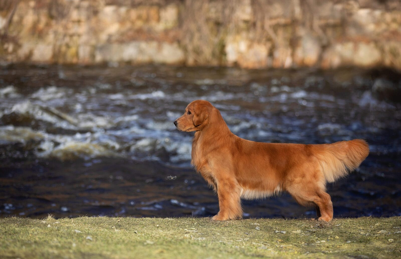 Photo of BISS GCH Forever’s For Love Of The Game JH, CD, VC, a Red Golden Retriever.