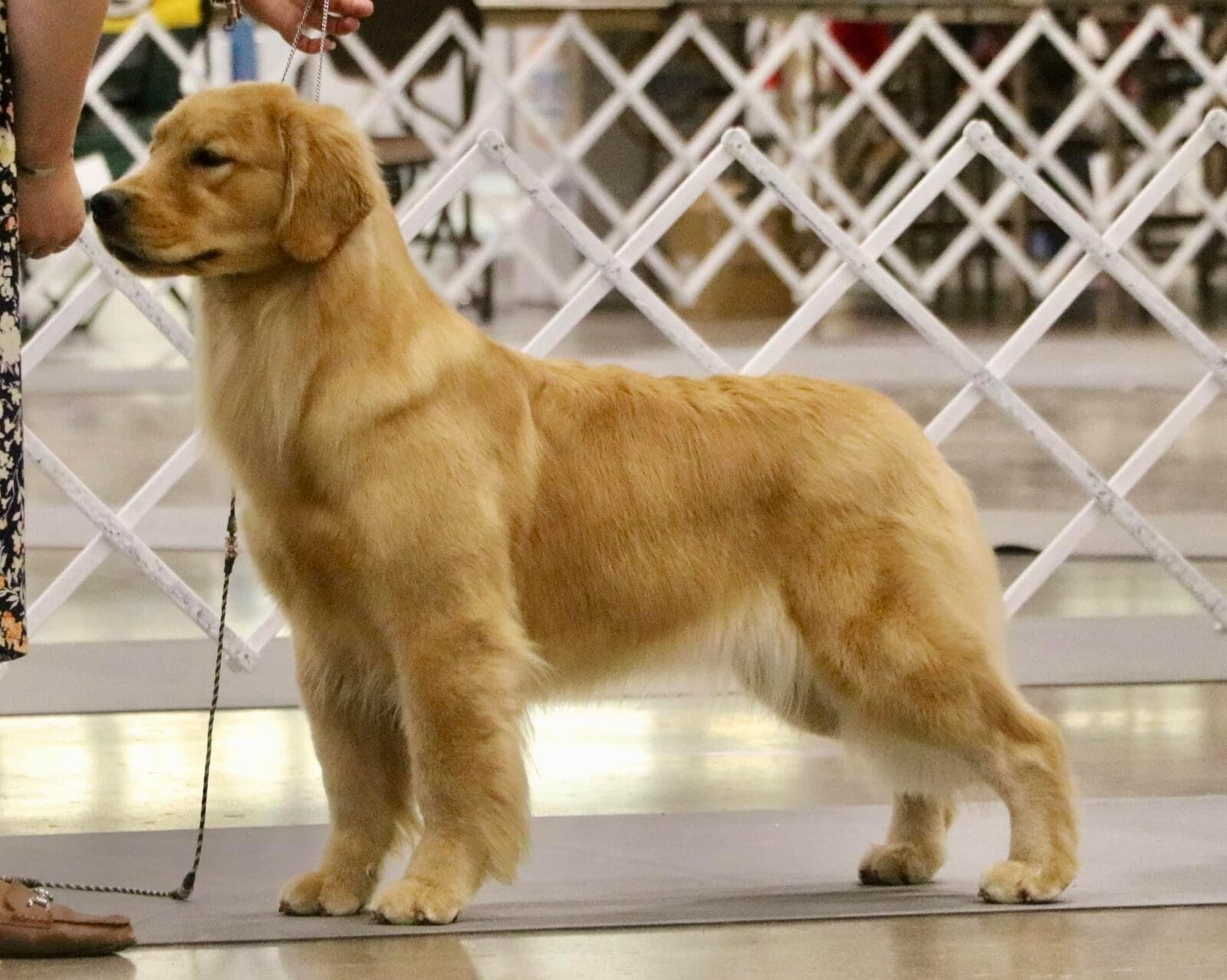 Photo of CH Forever Jessper’s Last Lie, a  Golden Retriever.