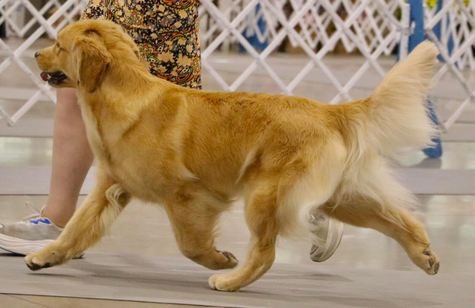 Photo of CH Forever Jessper’s Last Lie, a  Golden Retriever.