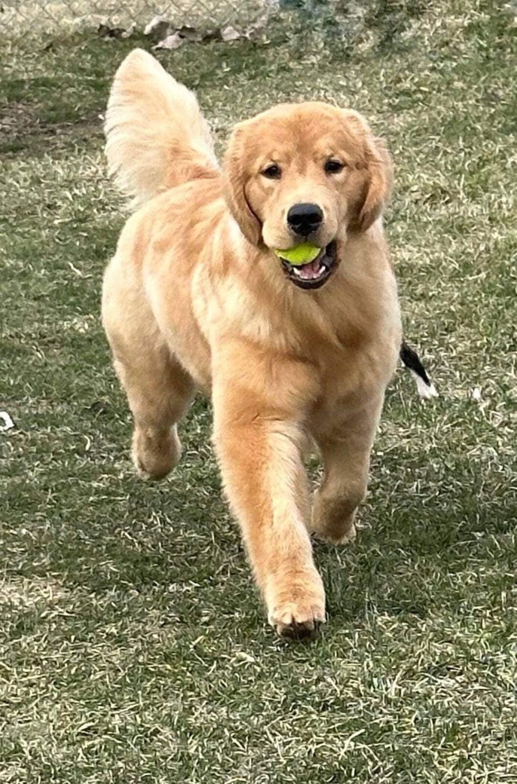 Photo of CH Forever Jessper’s Last Lie, a  Golden Retriever.