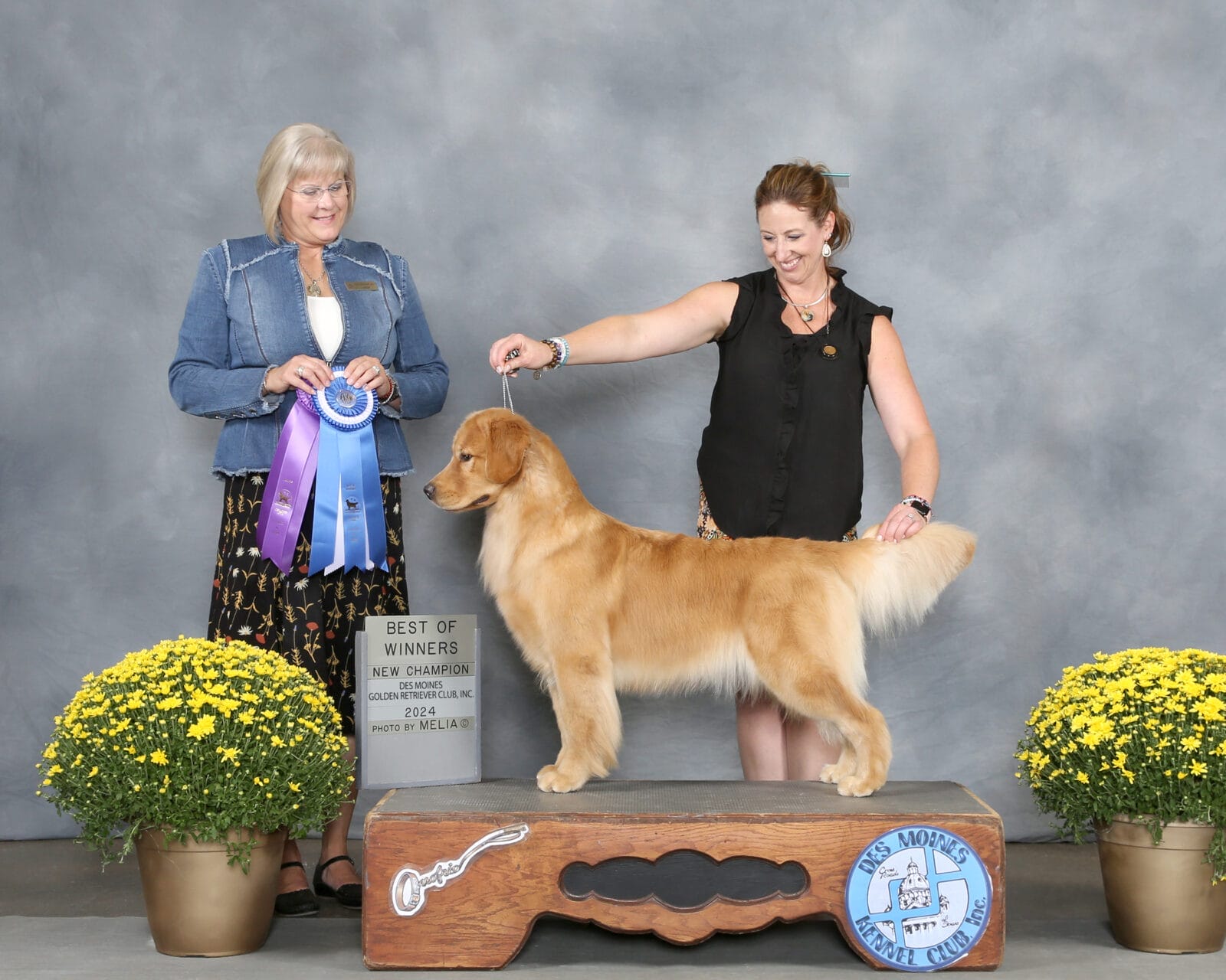 Photo of CH Forever Jessper’s Last Lie, a  Golden Retriever.