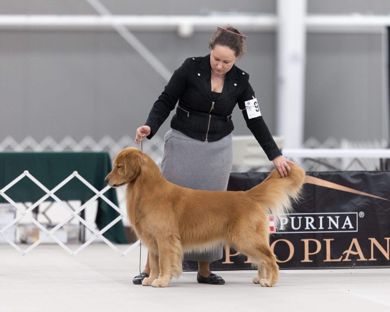 Photo of GCH Champagne’s Gibby’s High Inside Fastball, a  Golden Retriever.