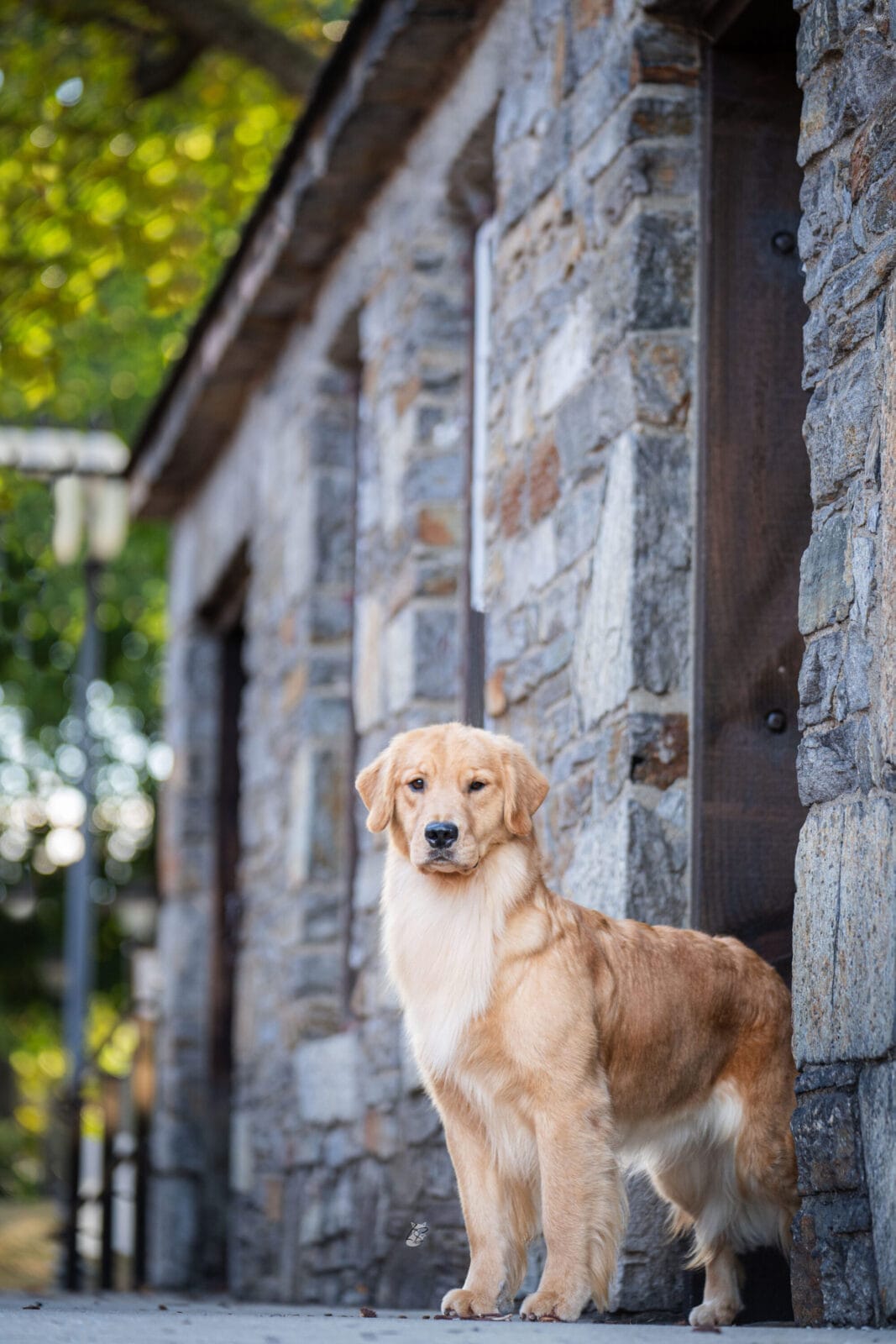 Photo of Forever’s Reminiscence At Rush Hill CD BN RA TKN CGC, a  Golden Retriever.