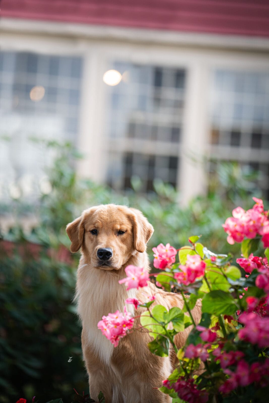 Photo of Forever’s Reminiscence At Rush Hill CD BN RA TKN CGC, a  Golden Retriever.