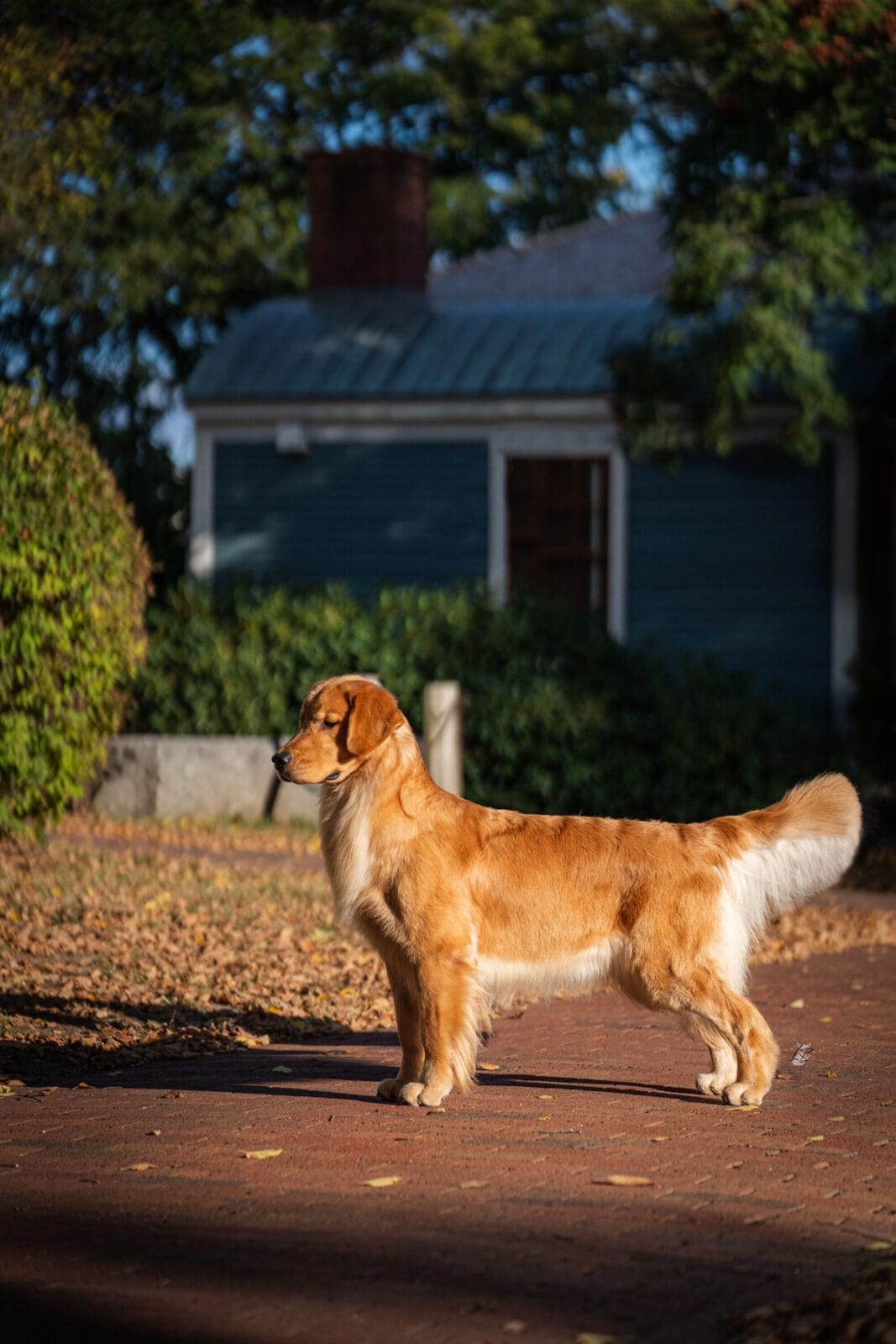Photo of Forever’s Reminiscence At Rush Hill CD BN RA TKN CGC, a  Golden Retriever.