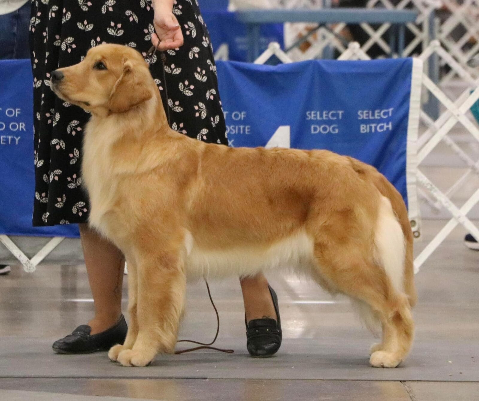 Photo of Forever’s Reminiscence At Rush Hill CD BN RA TKN CGC, a  Golden Retriever.