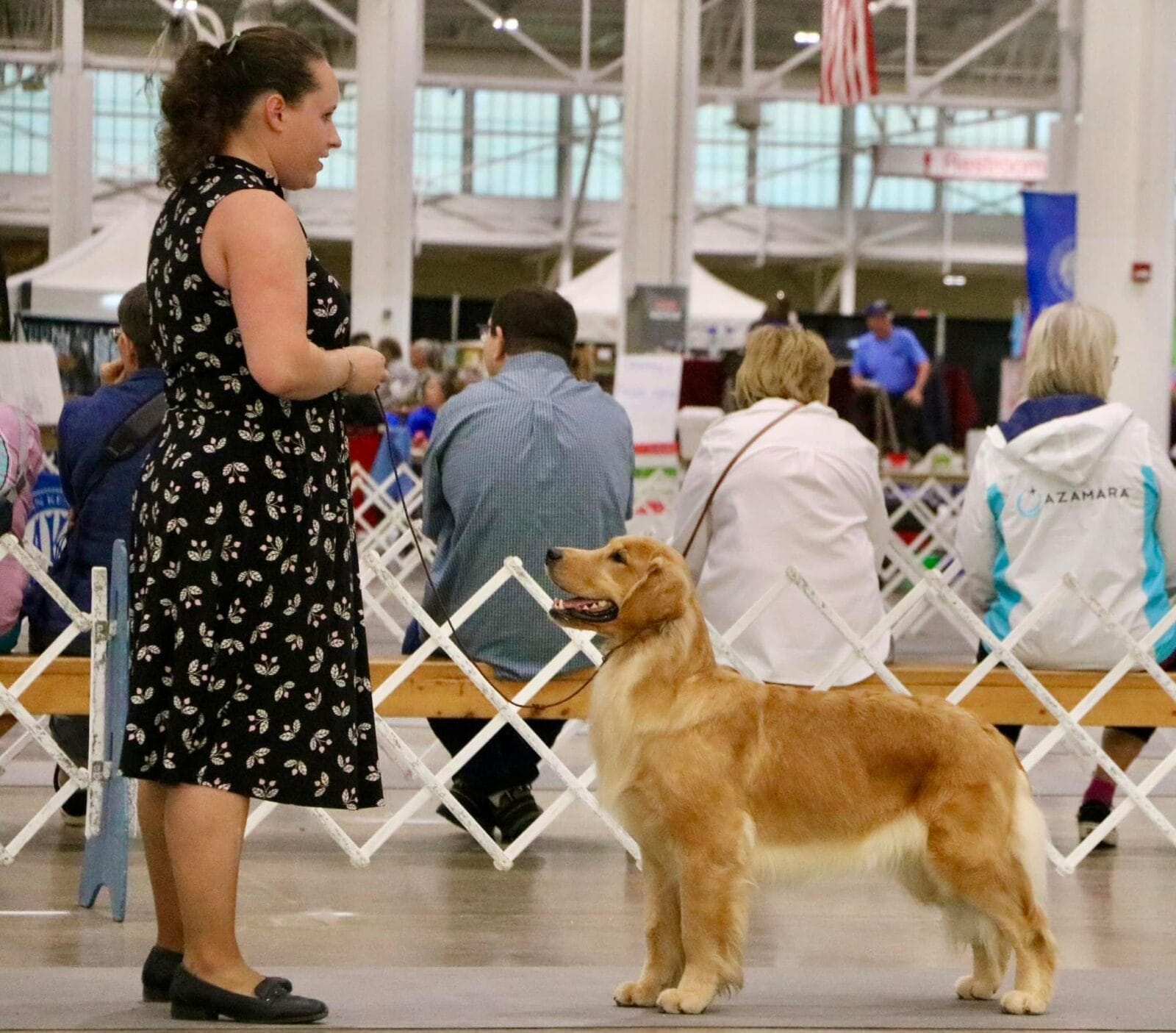 Photo of Forever’s Reminiscence At Rush Hill CD BN RA TKN CGC, a  Golden Retriever.