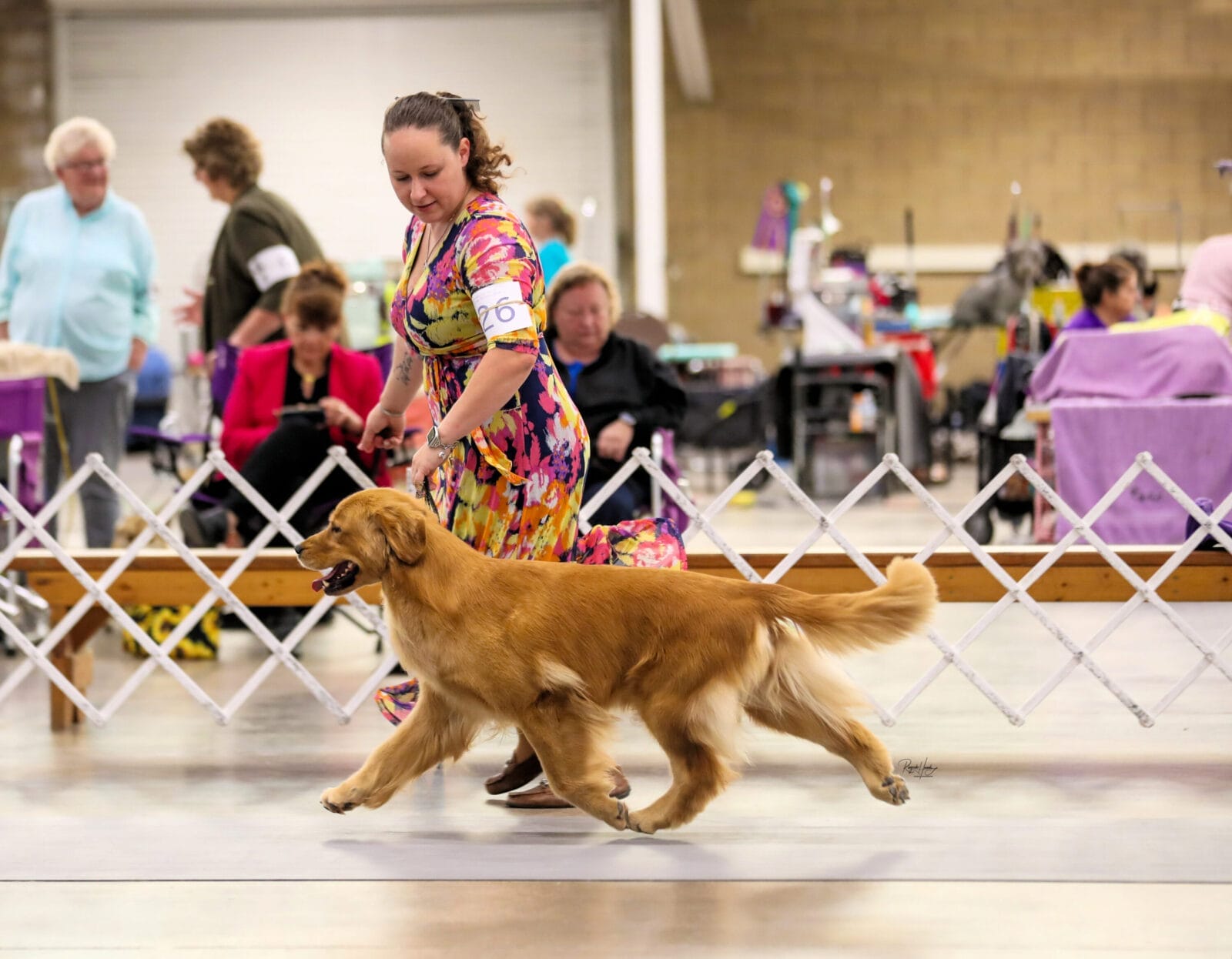 Photo of Garcin Forever Legend Air E Inspiration, a  Golden Retriever.