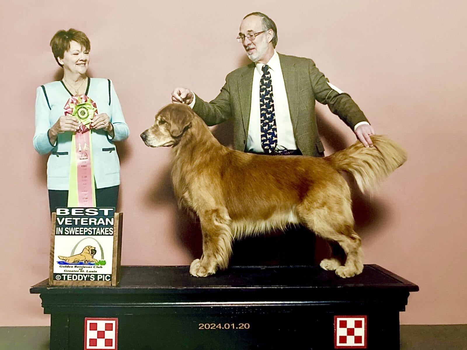 Photo of BISS GCH Forever’s For Love Of The Game JH, CD, VC, a Red Golden Retriever.