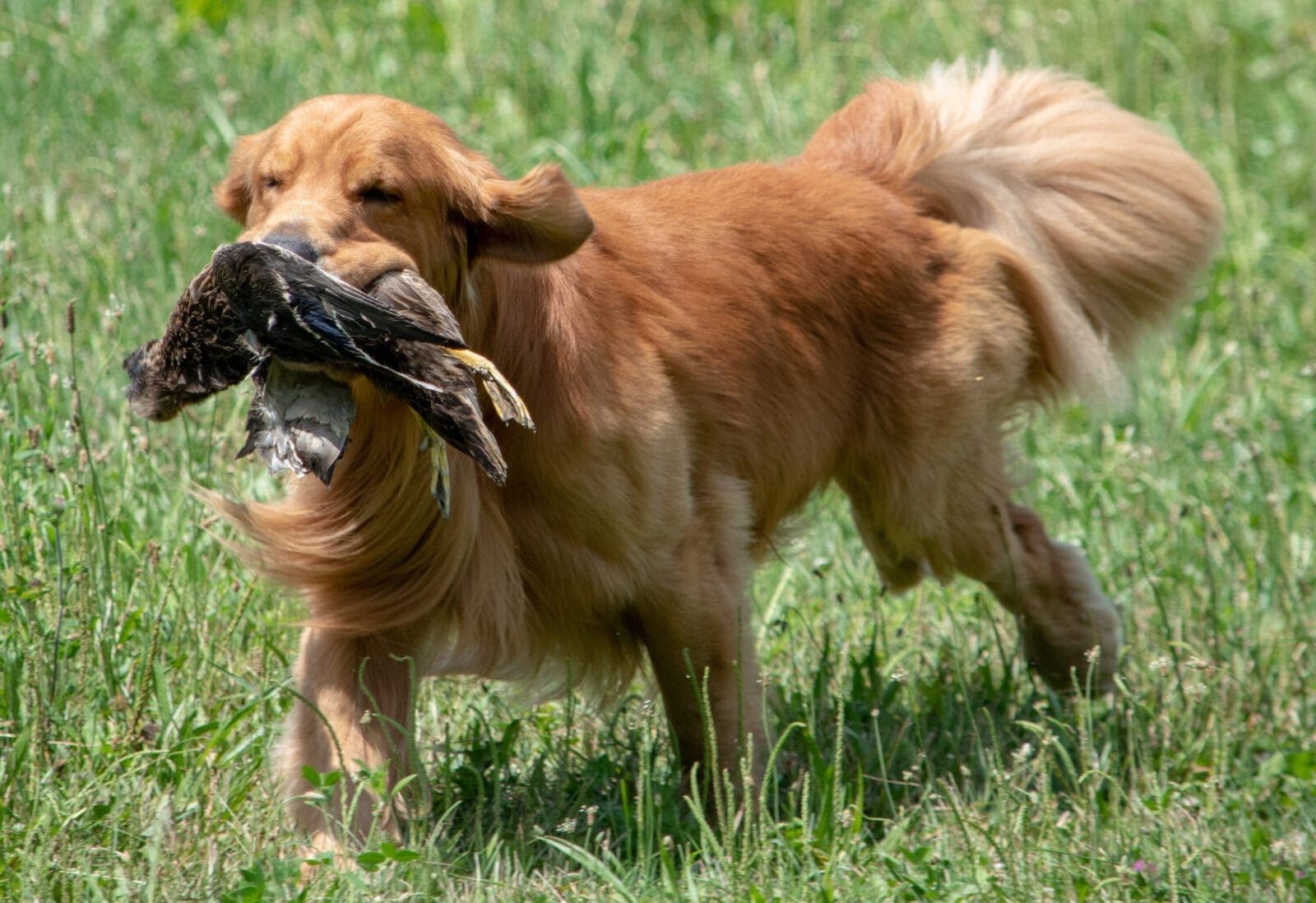 Photo of BISS GCH Forever’s For Love Of The Game JH, CD, VC, a Red Golden Retriever.